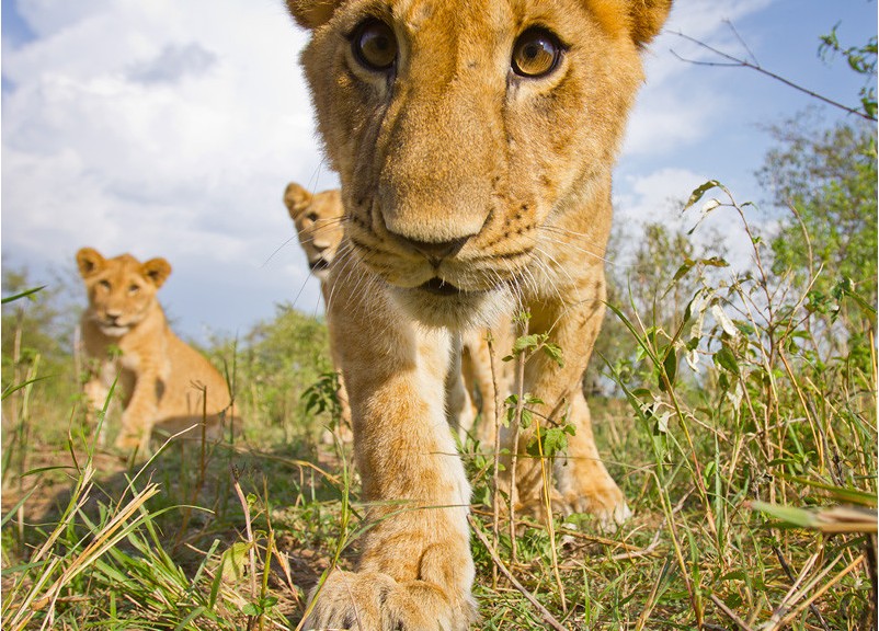 ��֪����ô��Ұ��������д�漯�𣿣�ͼ��