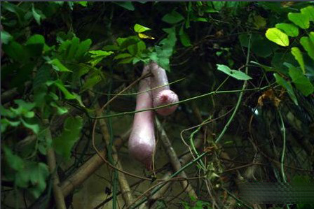 ��������Խ�����������𣿣���ͼ��