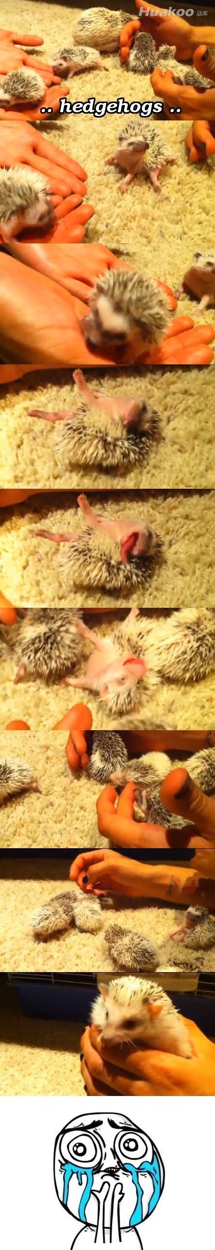 һ��С�ľ�����Ц��ć�ͼ ��Ц��ͼ