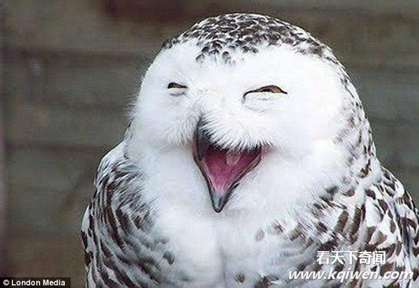 ������Ц���˵ĺ�Ц����