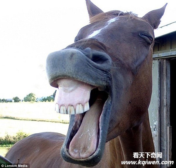 ������Ц���˵ĺ�Ц����