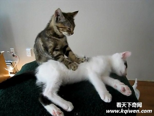 СèΪͬ°é°´Ä¦ÊÓÆµ×ߺìÍøÂç ÒýÍøÃñΧ¹Û(×éͼ)